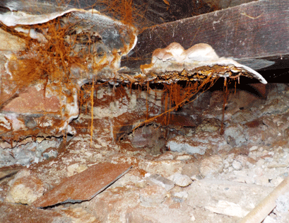 Dry Rot Found in sub floor 