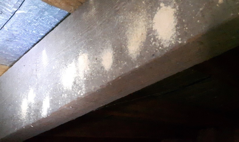 affected timbers and the dust left behind by the exiting insects