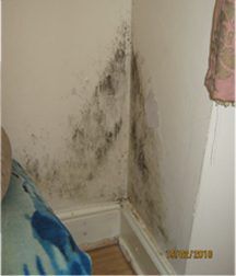 black and green mould growth on walls