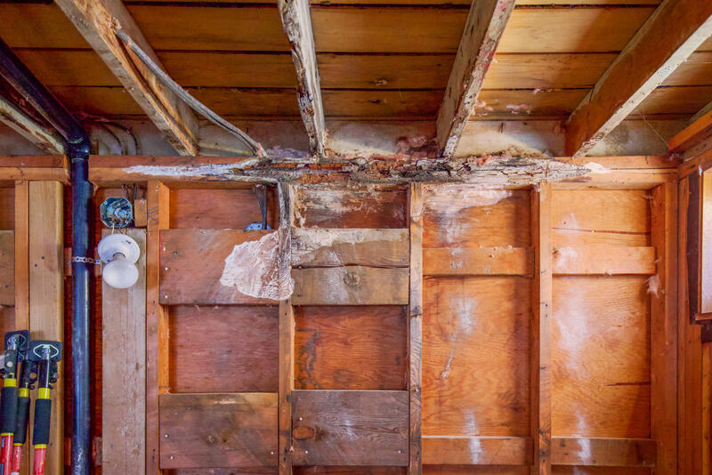 The Hidden Dangers of Dry Rot: Why Treatment is Essential